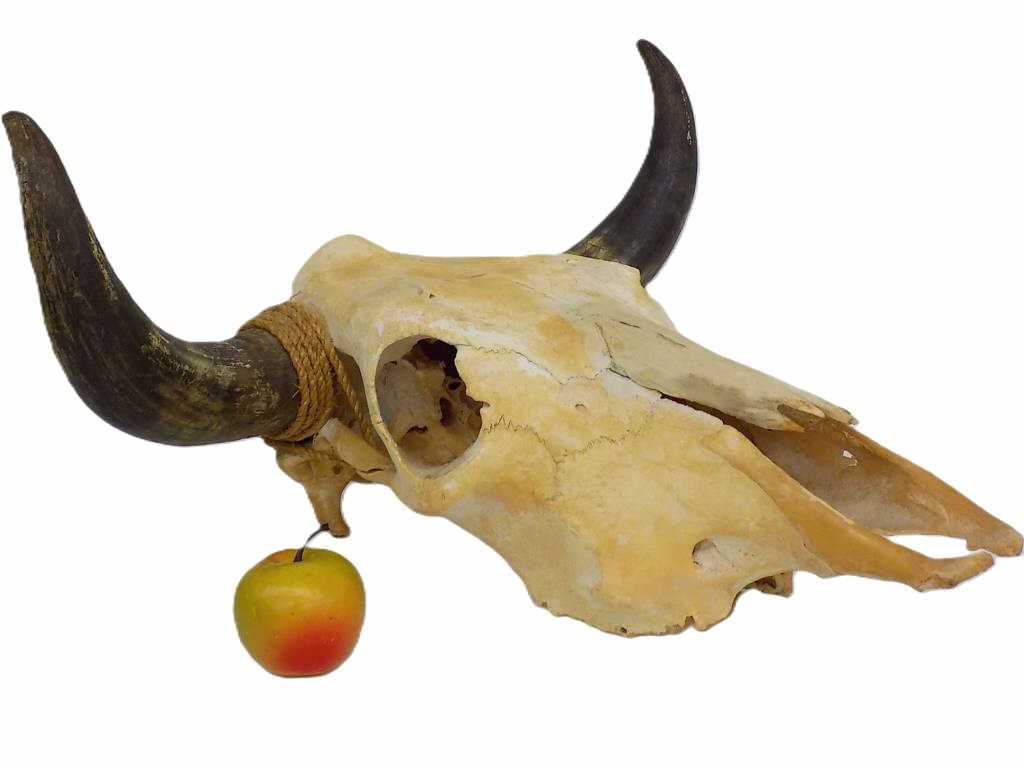 OLD WESTERN BUFFALO SKULL WALL MOUNT: Old Western Cowboy and Indian Decor Buffalo Skull Wall Mount. Total Height 13" x Width 20" x Length 20" 5 lbs