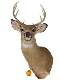 WHITE TAIL BUCK DEER TAXIDERMY TROPHY MOUNT