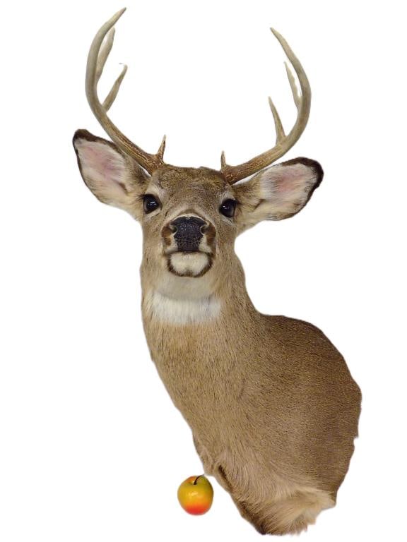 WHITE TAIL BUCK DEER TAXIDERMY TROPHY MOUNT (1 of 4)