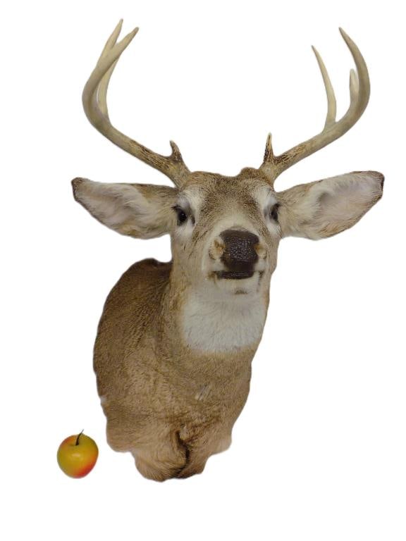 WHITE TAIL BUCK DEER TAXIDERMY TROPHY MOUNT: White Tail Buck Deer Taxidermy Wall Trophy Mount. 8 Point Antler Rack. Height 29" x Length 27"