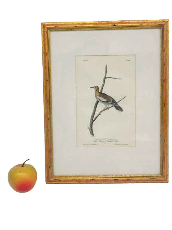 AUDUBON TEXAN TURTLE DOVE COLOR LITHOGRAPH: J.J. Audubon The Texan Turtle Dove Lithograph. Birds of America 1840-1844 No 100 Plate 496 Octavo Edition. Hand Colored by J.T. Bowen Philadelphia. Gold Gilt Frame Height 15" x Width 1" x Length 12" 2