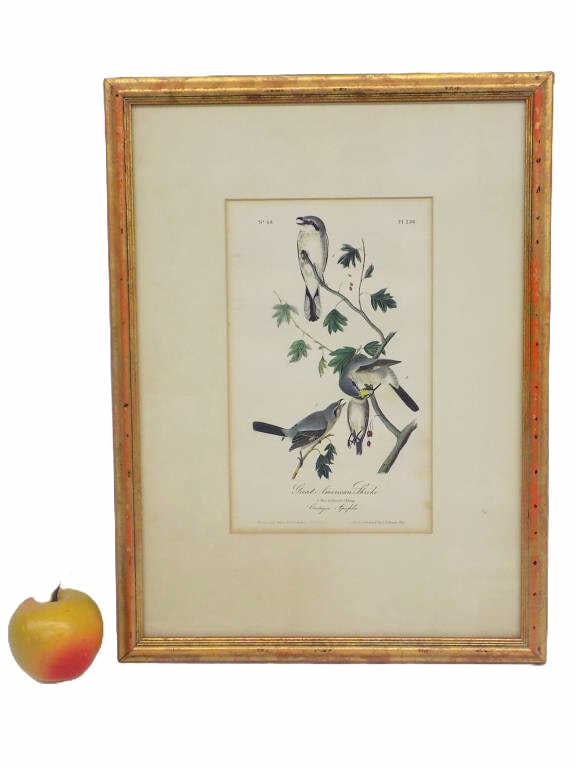 AUDUBON GREAT AMERICAN SHRIKE COLOR LITHOGRAPH (1 of 5)