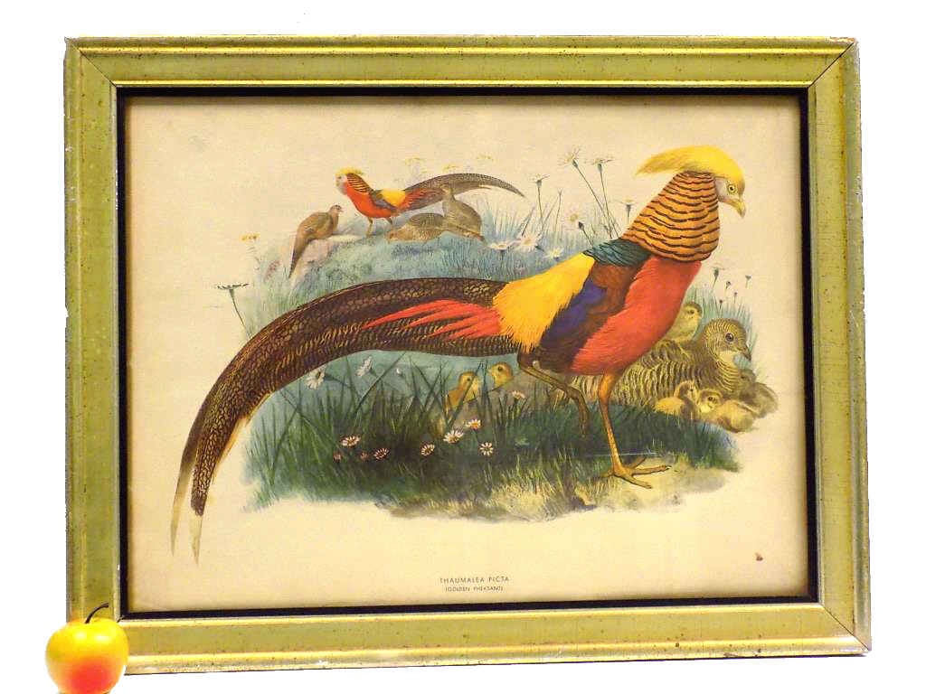 GOLDEN PHEASANT THAUMALEA PICTA LITHOGRAPH (1 of 3)
