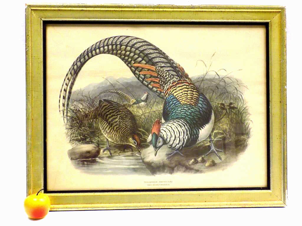 LADY AMHERST PHEASANT LITHOGRAPH (1 of 3)