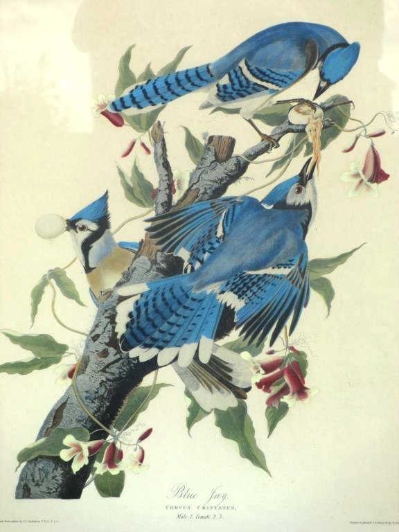 AUDUBON VINTAGE BLUE JAY LITHOGRAPH Feb 07, 2015 Great Estates