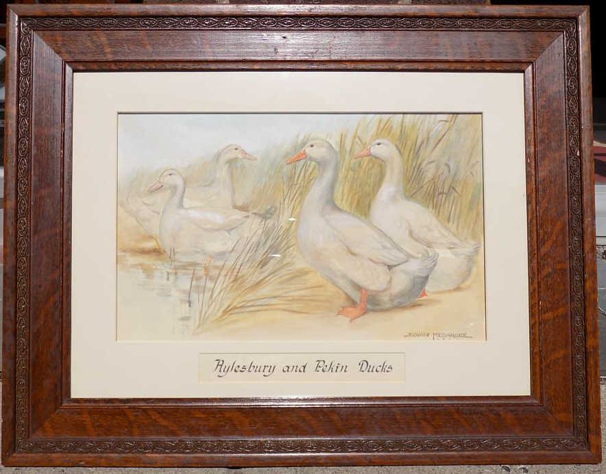 MEGARGEE - DUCKS WATERCOLOR ILLUSTRATION Edwin Megargee: Edwin Megargee - American NY 1883-1958 - Detailed illustration art watercolor painting entitled " Aylesbury and Pekin Ducks ". Signed dated 1911 lower right margin. 11" x 18" sight size. 21 1/2" x 27