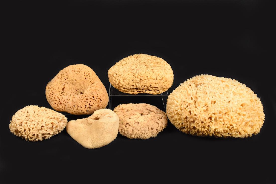 (6) Natural Sea Foam Sponges (1 of 3)