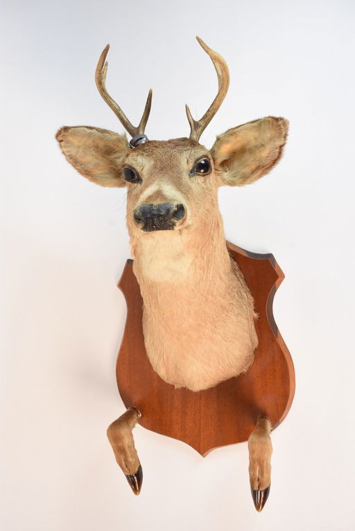 Deer Head Mount >> Taxidermy Deer Head Mount Feb 24 2018 Scheerer Mcculloch Deer Head Mount >> Taxidermy Deer Head Mount Feb 24 2018 Scheerer Mcculloch