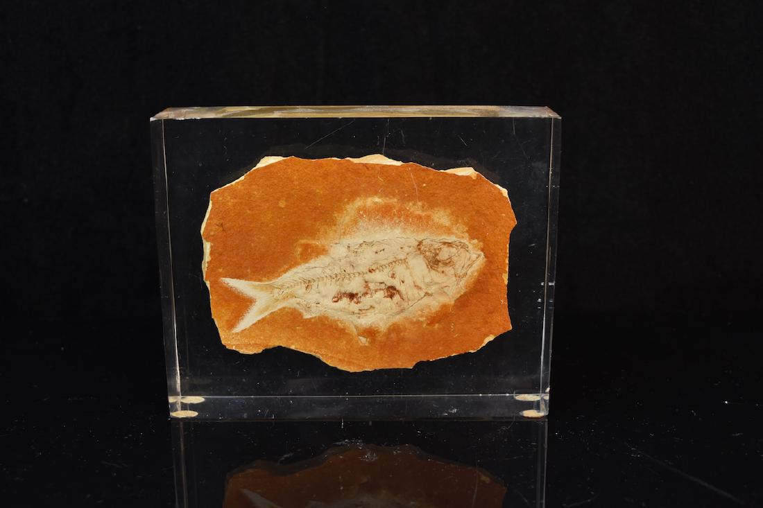 Fossil Fish aged 55-48 Million BC; registered (1 of 7)