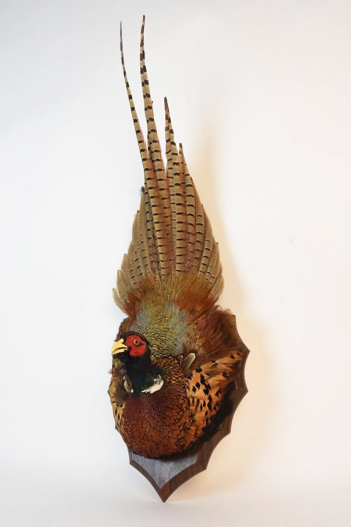 Ring Neck Pheasant Taxidermy: A wall-mounted Ring Neck Pheasant taxidermy piece. This piece of taxidermy is presented on a shield-shaped wood base with an affixed metal hook for hanging affixed to its verso. Light surface scuffs a