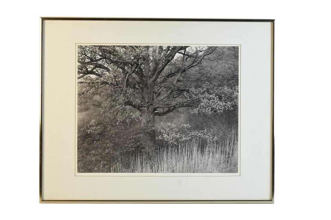 George Tice Silver Gelatin Print: A silver gelatin print by George Tice (b. 1938) of an "Oak Tree, Holmdel, N.J." taken in 1970. It is presented beneath glass, white matting, and encompassed by a silver tone frame. Signed by hand to t