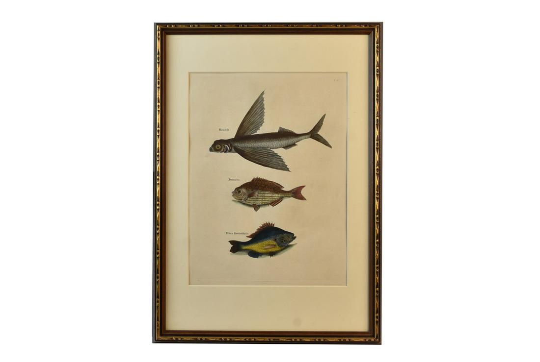 Mark Catesby Engraving of Three Fish (1 of 9)