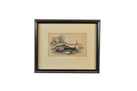 William Home Lizars Dolphin Engraving c. 1820: A hand colored engraving by William Home Lizars for a series titled "The Naturalist's Library" by Sir William Jardine. The piece depicts the Lead Coloured Dolphin and the Bridled Dolphin. Circa 1820.