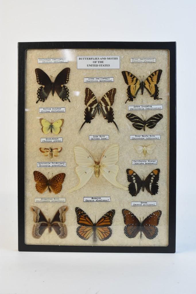 Mounted "Butterflies and Moths of the United States" (1 of 7)