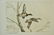 Hand Colored Mike Stidham Ducks Unlimited Etching - 10