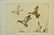 Hand Colored Mike Stidham Ducks Unlimited Etching - 11