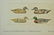 Hand Colored Mike Stidham Ducks Unlimited Etching - 12