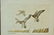 Hand Colored Mike Stidham Ducks Unlimited Etching - 8