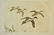 Hand Colored Mike Stidham Ducks Unlimited Etching - 9