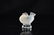 (4) Lalique Bird Figurines - 3