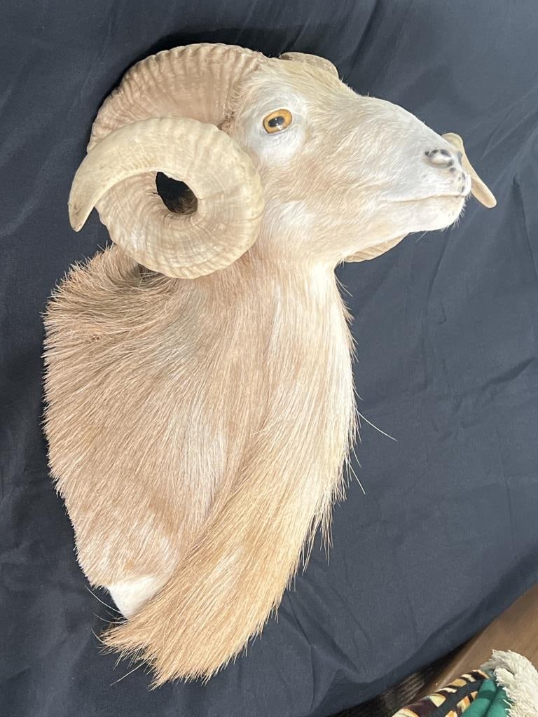 Taxidermy Dall Sheep Mount (1 of 5)