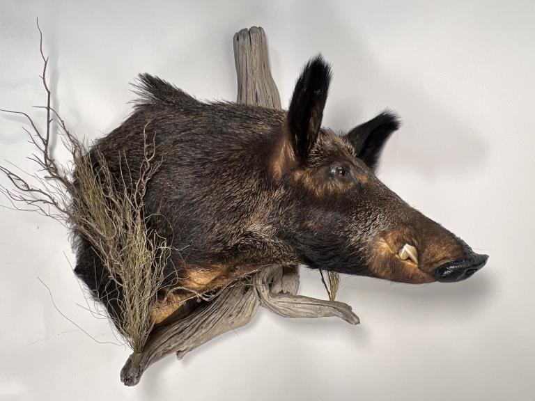Taxidermy Warthog Mount (1 of 8)