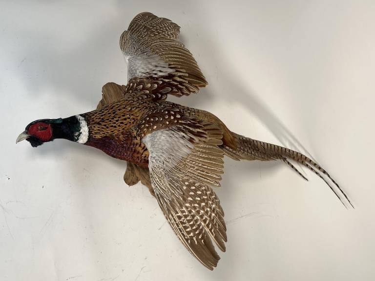 Ring Neck Pheasant Mount (1 of 7)