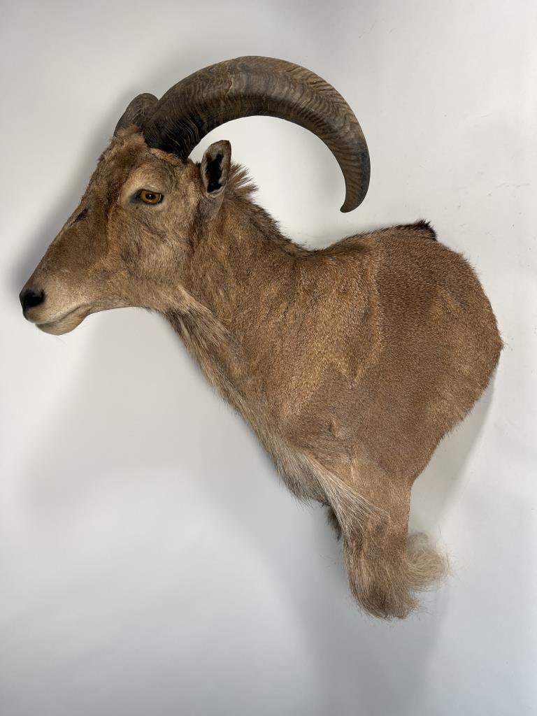 Aoudad Mountain Sheep mount (1 of 8)