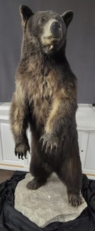 Taxidermy Brown Bear (1 of 11)