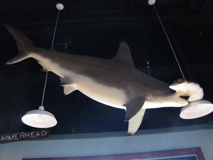 Very Large Hammerhead Shark Replica