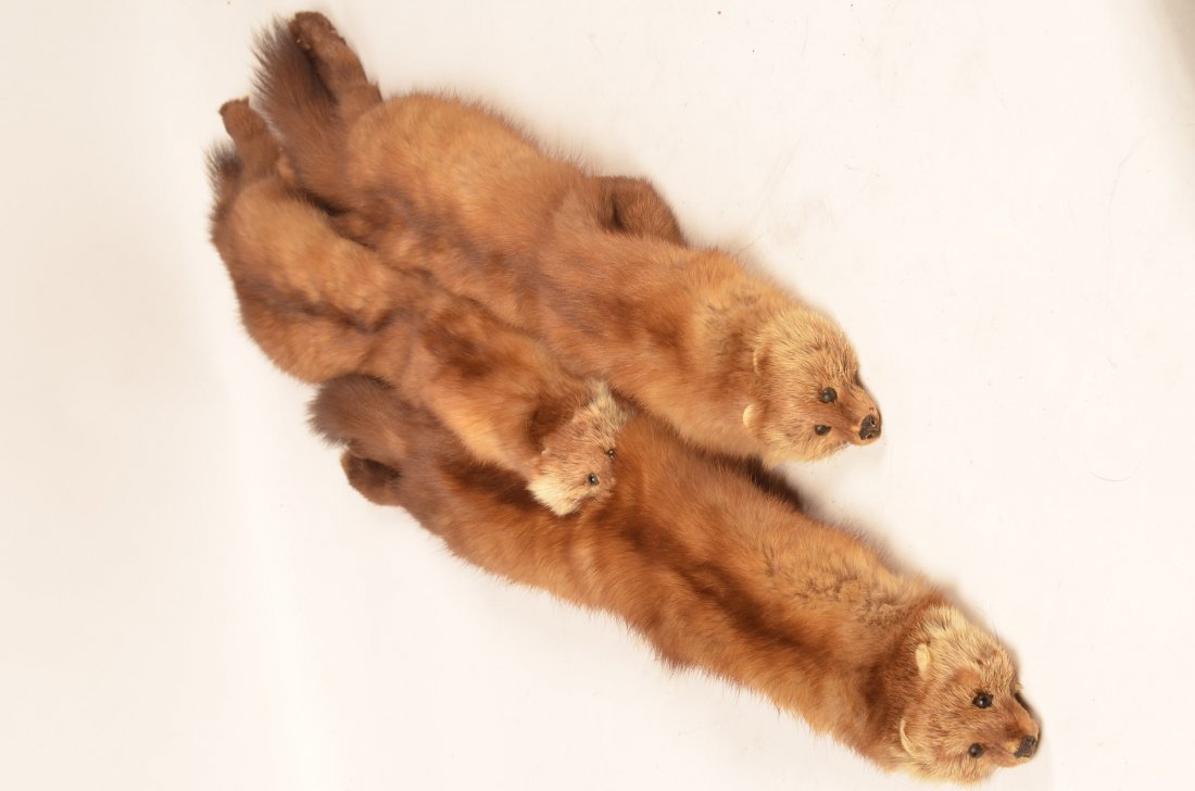 Authentic Mink Stole: mMink stole is in good condition. Three minks attached.