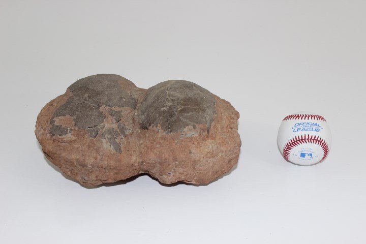 Dinosaur eggs over 100 million years old: Dinosaur eggs over 100 million years old
