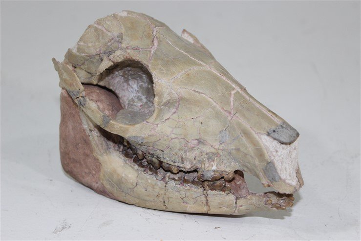 Mesahippus Bairdi 3 Toed Horse Skull: 30 million years old , this 3 toed horse is a direct ancestor of the modern horse today. White River Formation, locality Douglas Wyoming, approx size 4" x 6" x 3"