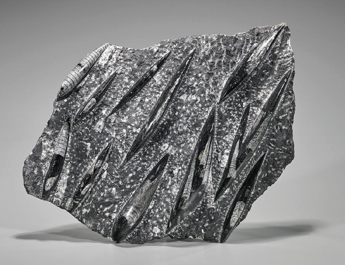 Polished Orthoceras Fossil Plaque (1 of 1)