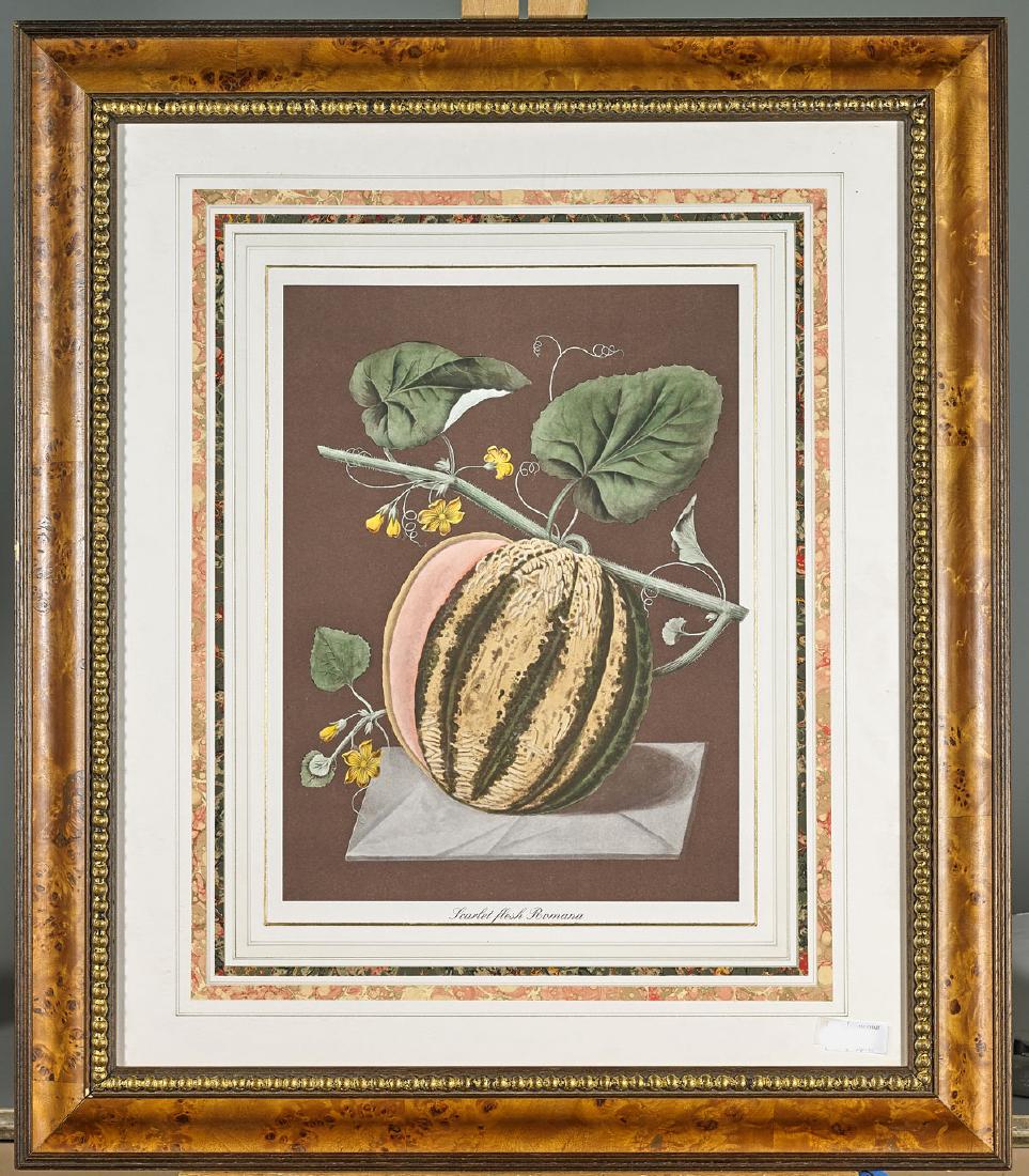 Group of Three Prints After George Brookshaw (1 of 3)