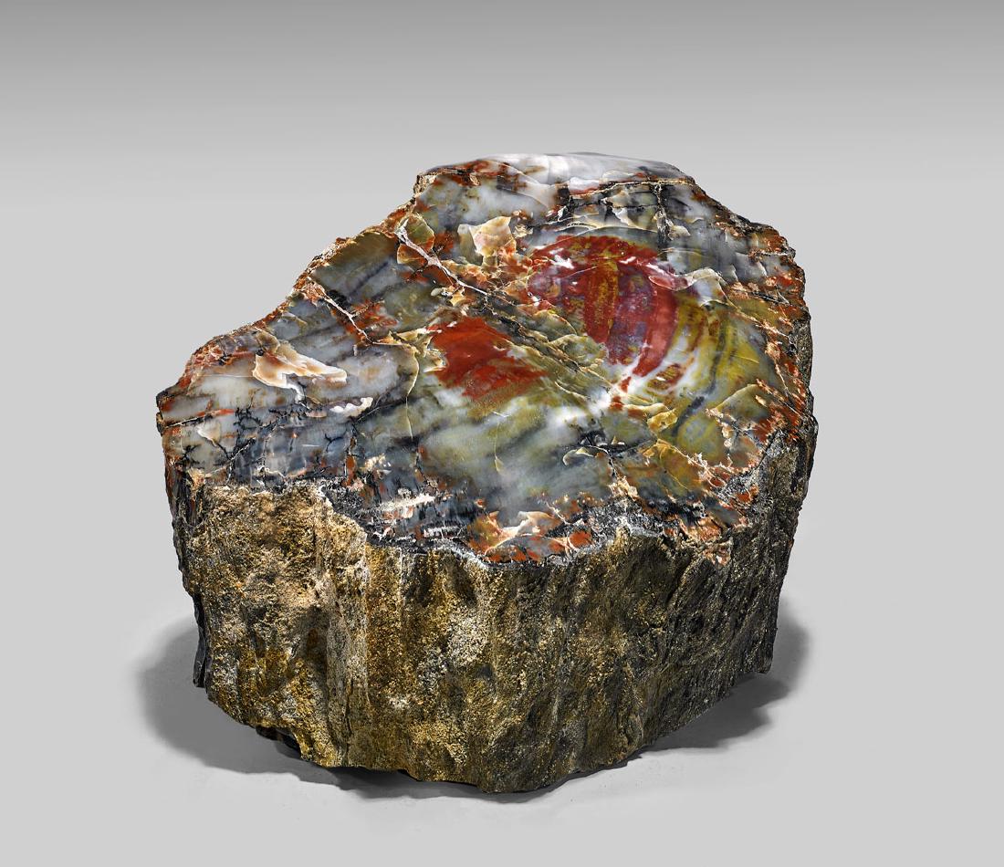 PETRIFIED LOG SECTION: Araucarioxylon arizonicum Upper Triassic Chinle Formation, Arizona Cut and polished from a 200 million year old monkey puzzle tree, the face of this handsome log explodes with clouds of vivid red, sof