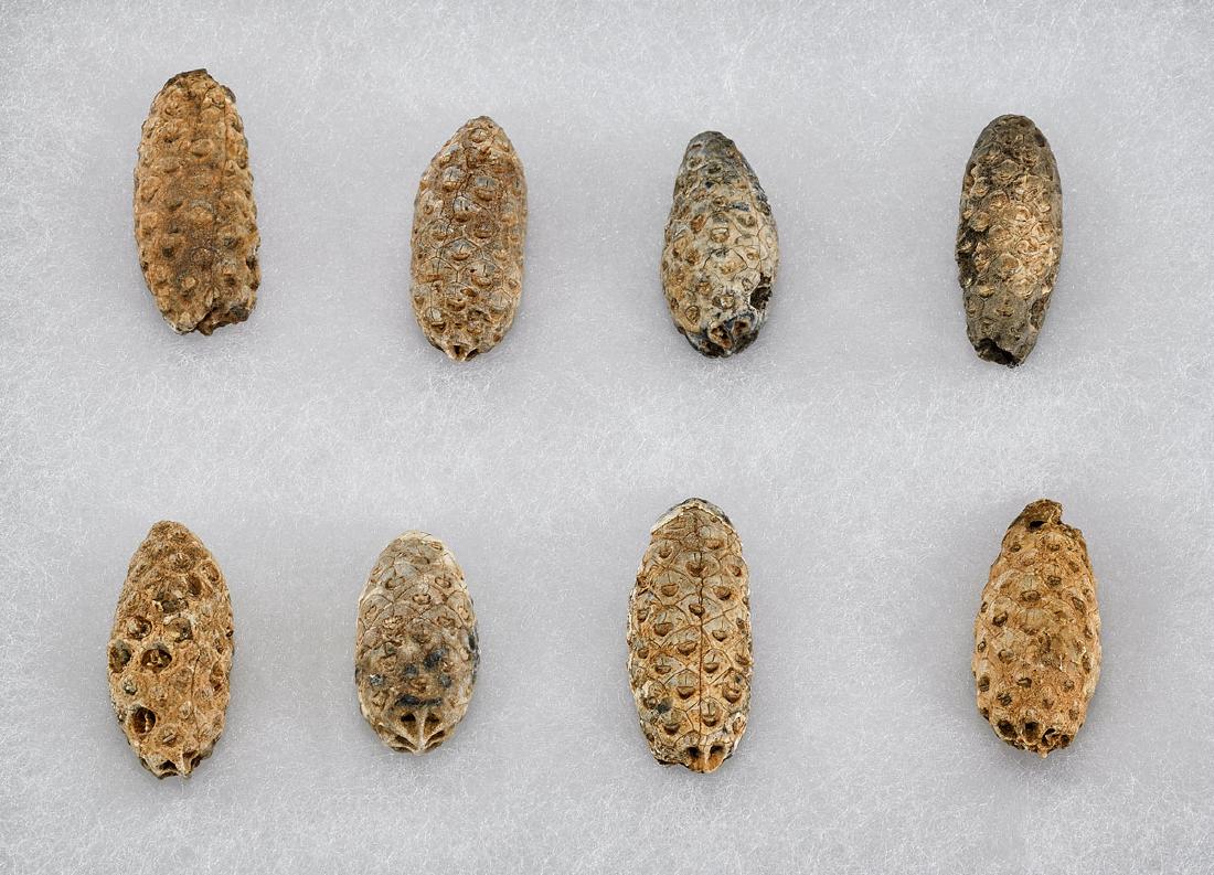 FOSSIL PINE CONES (1 of 1)