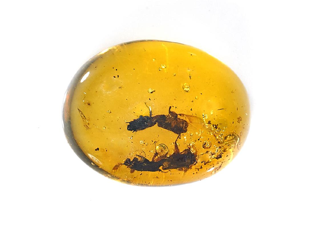 BEETLES IN AMBER: CretaceousHukawng Valley, Myanmar Two tiny insects, each approximately 1/4 in. long, perfectly preserved in a golden yellow cabochon of fine clarity 3/4 in. wide.