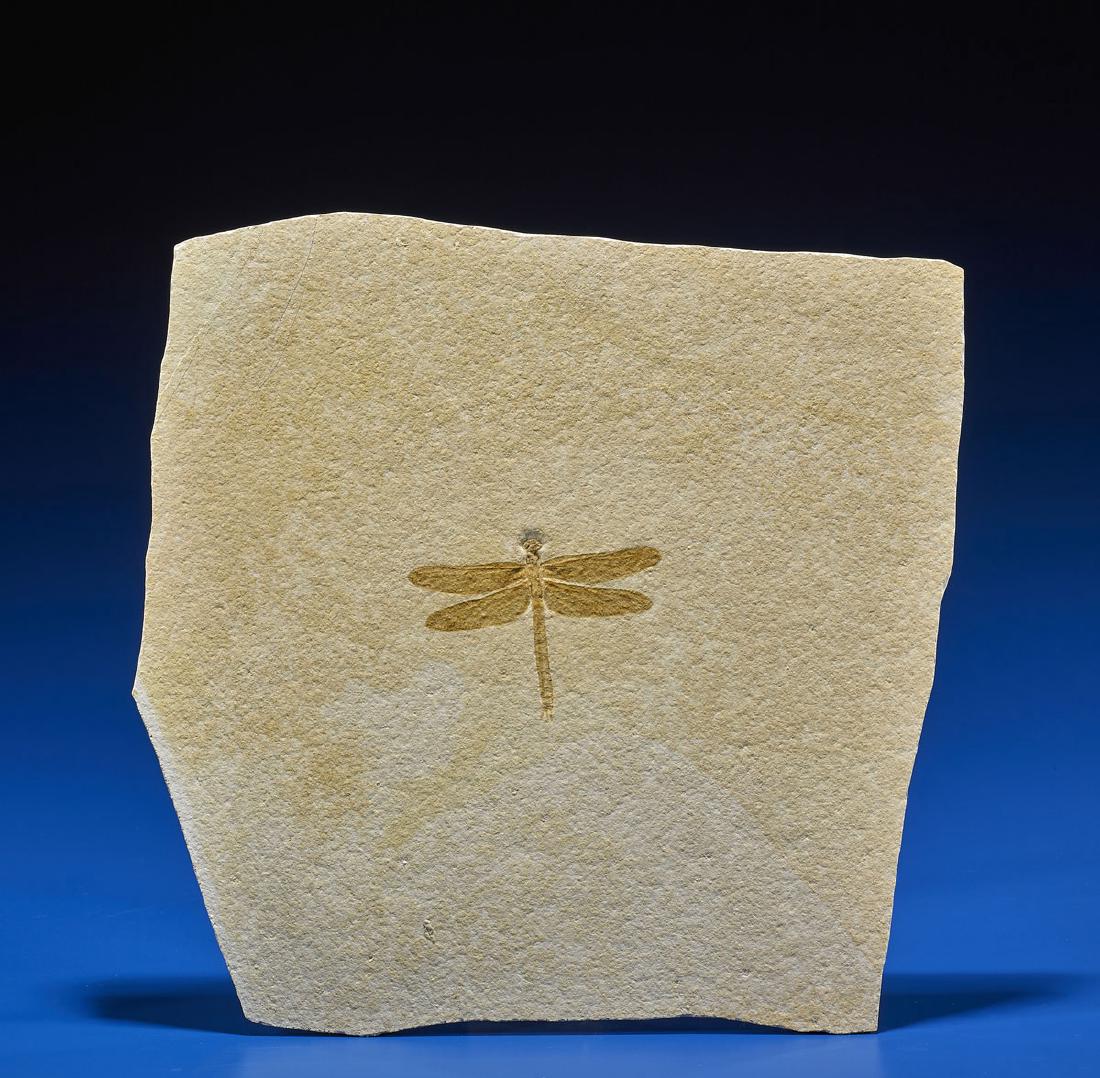 FINE FOSSIL DRAGONFLY POSITIVE AND NEGATIVE (1 of 2)