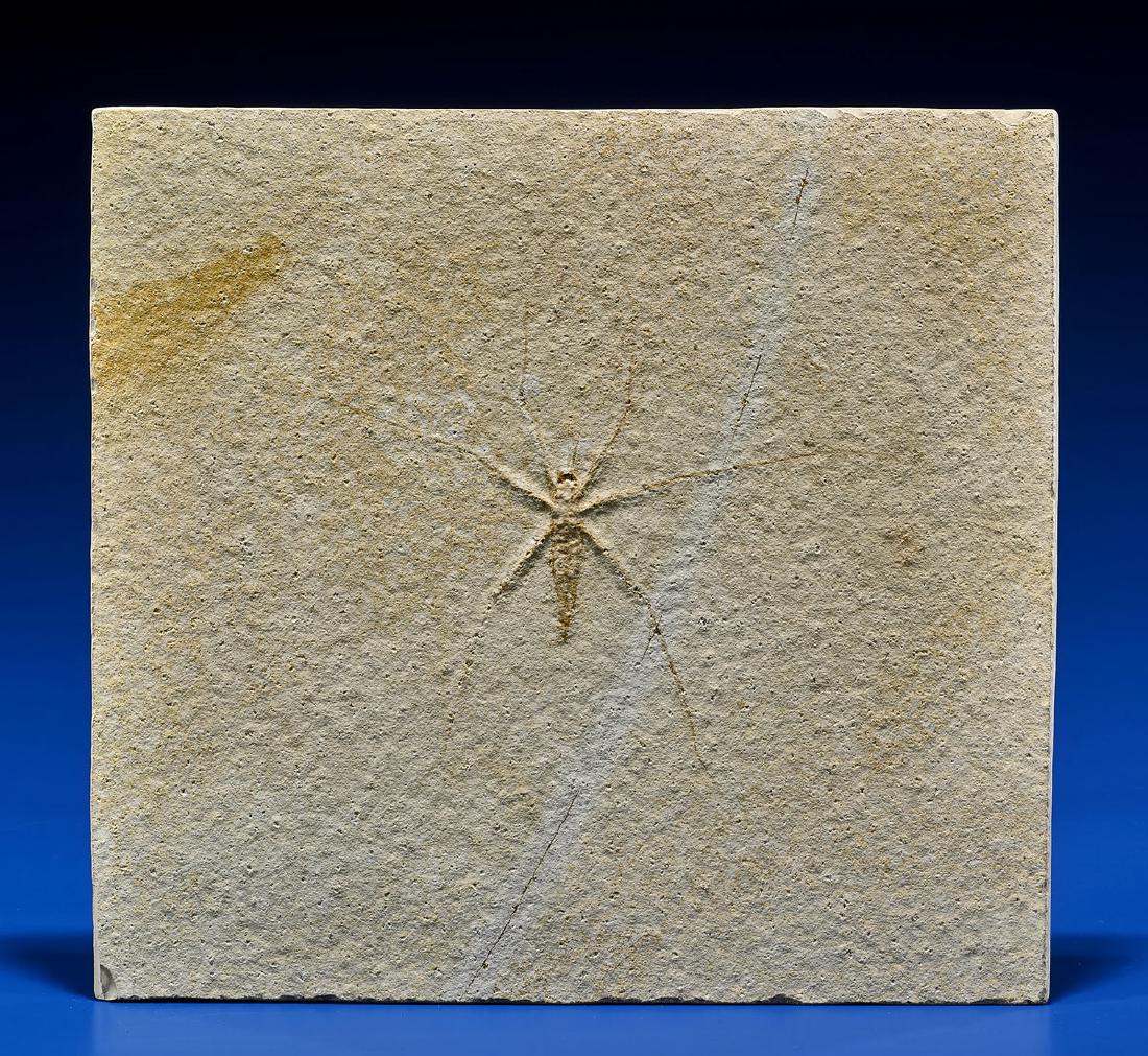 FINE FOSSIL WATERSTRIDER (1 of 1)