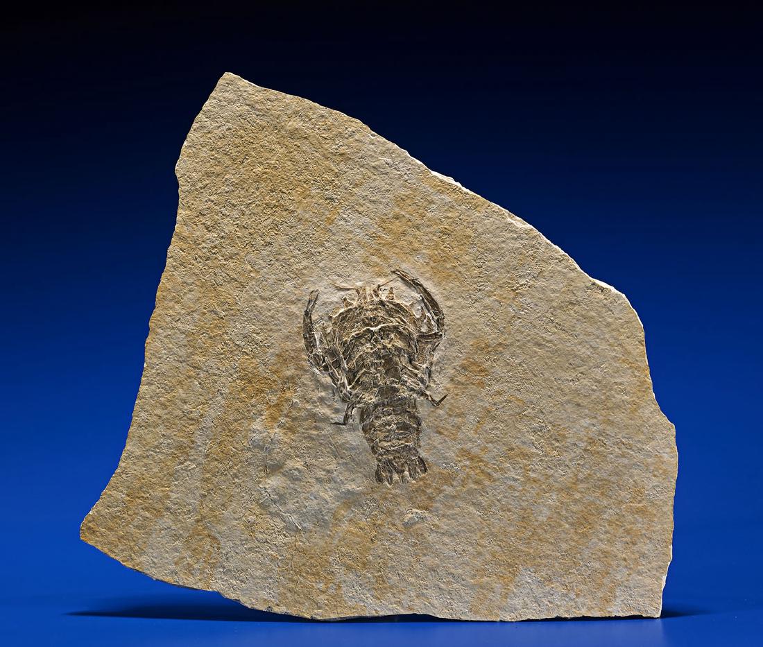 FOSSIL LOBSTER (1 of 1)
