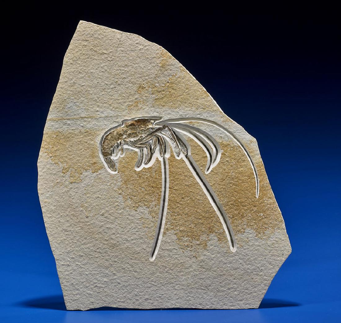 SUPERB FOSSIL SHRIMP (1 of 1)