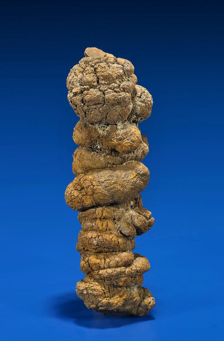 COPROLITE (1 of 1)