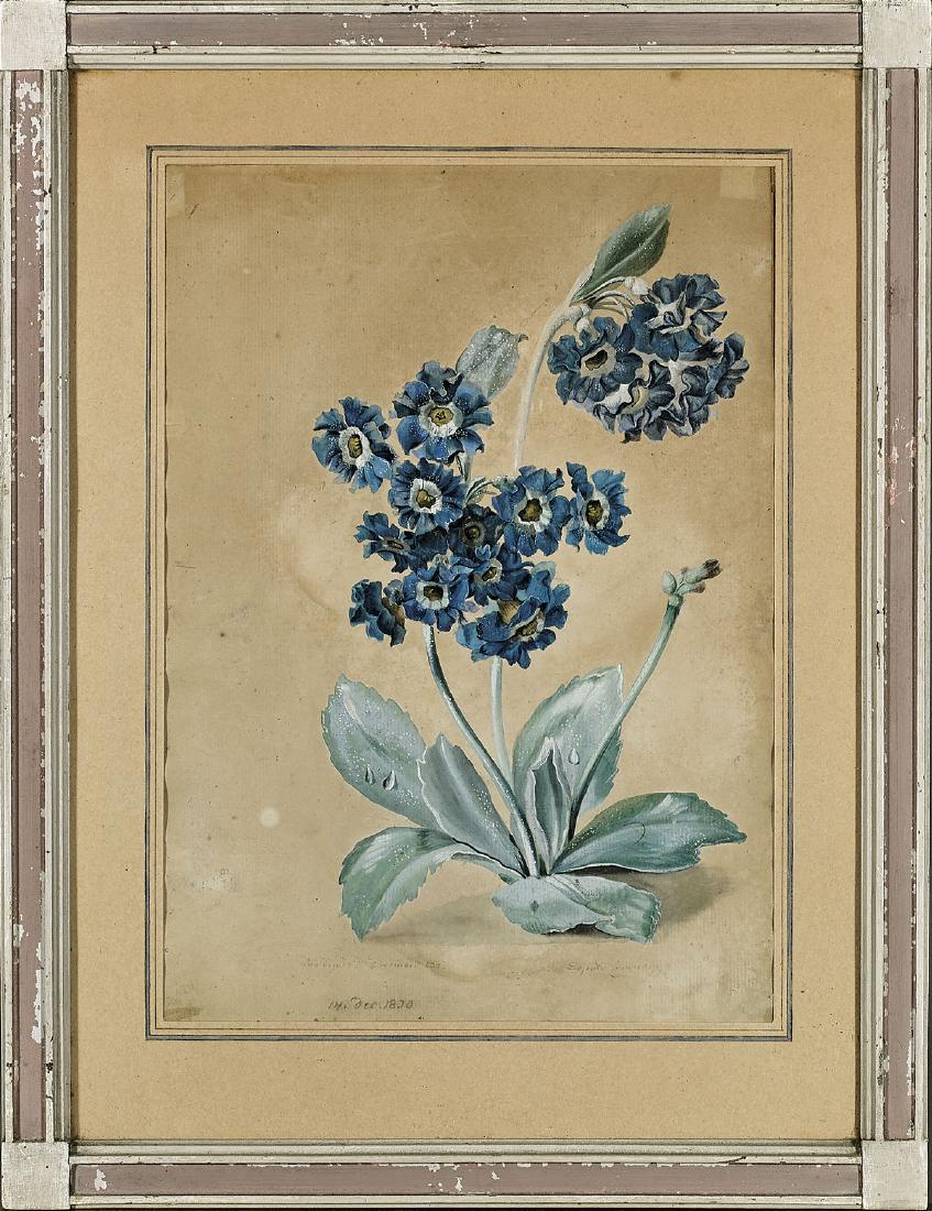 Botanical Study By Leopold Zinnögger (1 of 2)
