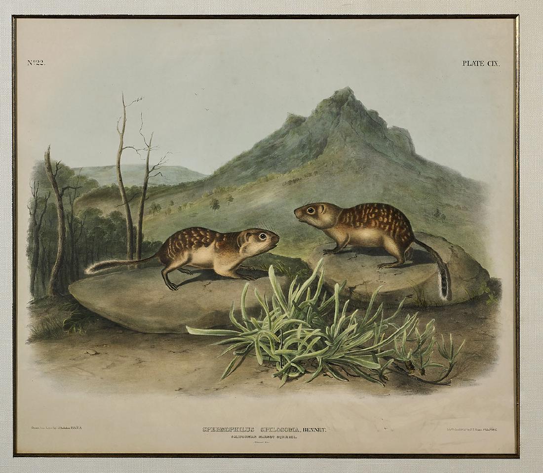 Antique Lithograph After John James Audubon (1 of 1)