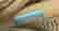 item-99225901=6