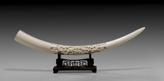 LONG CARVED & POLISHED IVORY TUSK: LONG CARVED & POLISHED IVORY TUSKLong Chinese polished ivory tusk; with a finely carved intaglio dragon motif cartouche at center: of two writhing dragons contesting a flaming pearl amid swirling clou