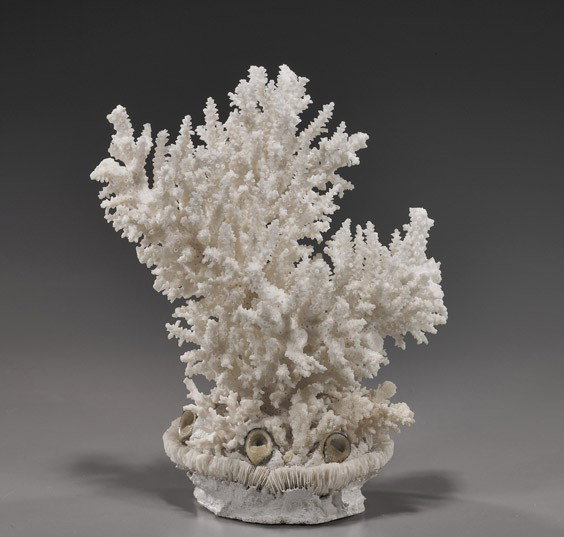 Unusual Natural White Coral "Tree": Unusual Natural White Coral "Tree" Natural white coral "tree" form branch; of fine full form and mounted with some sea shells at the base; H: 9 1/2"