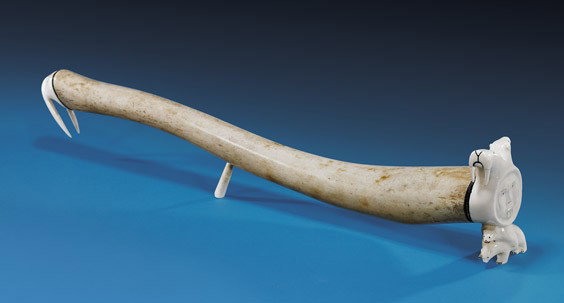 ESKIMO DECORATED OOSIK: ESKIMO DECORATED OOSIK Odobenus rosmarus The oosik is the baculum, or penis bone, of the walrus, long valued as totemic by the peoples of the frozen North. This attractive example has been mounted wit
