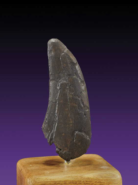 RARE LARGE T-REX TOOTH
